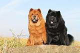 CHOW CHOW 192